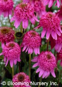 Echinacea purpurea 'Razzmatazz'